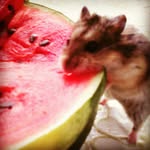 Korch - @erik.arnoldromanovih112 - Instagram