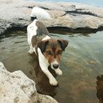 Arnold the Jack Russell Terror - @jackrussell_terror - Instagram