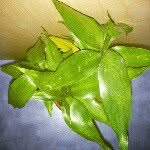 A "Plant" Rutherford - @arnold_rutherford - Instagram