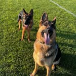 Remi and Ryder - @remi_n_ryder_arnold - Instagram