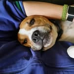 The dog life of Ryder Arnold - @arnoldryder - Instagram