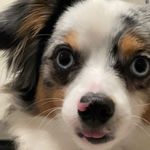 Arnold Samuel the First - @arnolddaaussie - Instagram