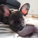 A R N O L D - @arnold_the_savage - Instagram
