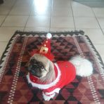 Arnold Schoeman - Facebook