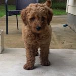 Arnie - @arnoldschwartzadoodle - Instagram