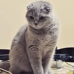 Arnold - @arnold.scottish.fold - Instagram