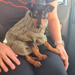 Arnold Senior - @arnie_the_mini_pin - Instagram