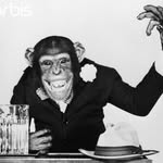 Sir Arnold Senior - @sirarnoldchimp - Instagram