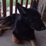 Arnold - @arnold_the_german_shepherd - Instagram