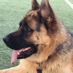 @arnold_german_shepherd - Instagram