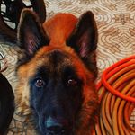 ARNOLD THE GERMAN SHEPHERD - @arnold_with_sanjay - Instagram