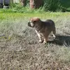 arnoldgermanshepherd - @arnoldgermanshepherd - TikTok
