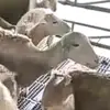 Arnoldsimpleshepherd - @arnoldsimplesheph - TikTok