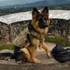 ArnoldTheGermanShepherd - @arnoldthegermanshepherd - TikTok