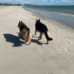 Nikki Rodgers - @german_shepherd_ava_arnold_ - Instagram