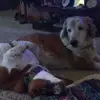 sherryarnold249 - @sherryarnold249 - TikTok
