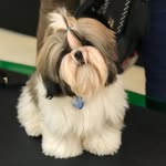 Arnold 🐶 - @arnoldshihtzu_ - Instagram