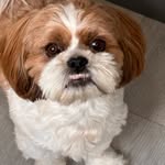 Arnold - @arnold_the_shihtzu_lhasa - Instagram