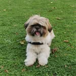 ARNOLD - @arnoldshihtzu - Instagram