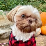 Arnold - @hey_arnold_shihtzu - Instagram