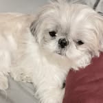 Mr. Arnold 🐾 - @arnoldshihtzunegger - Instagram