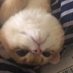 Arnold • The Shortie - @arnold.theshortie - Instagram
