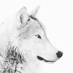 Spencer Arnold - @sir.spencer.arnold - Instagram