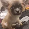 arnoldjuarezzevallos - @arnoldjuarezzevallos - TikTok