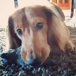 Arny doggy - @arny_long_doggy - Instagram