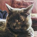Aron Bauer - @annoyed_fat_cat - Instagram