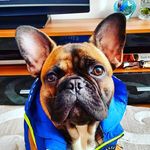 Ронни - @aaron_beck_french_bulldog - Instagram