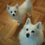 Aron🐶 Bella🐺 - @aron_bella_ - Instagram