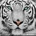 Aron Cohen - Facebook