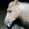 Horselover - @aaronwalters65 - TikTok