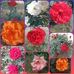 Arooj Anwar - Facebook