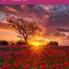 Arshad Haque - @arshad.haque6 - TikTok
