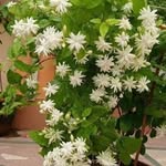 Arshia Nasir - @arshia.n.khan.90 - Instagram