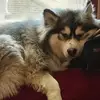 artieboudreau4 - @artieboudreau4 - TikTok