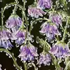 hannahcarrillo_art - @hannahcarrillo_art - TikTok