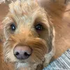 Carson - @carson._.art - TikTok