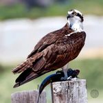 Art Caudill - @artcaudill - Instagram