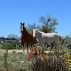 art corral - @art.corral8 - TikTok