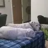 Arthur Darnell - @arthur.darnell - TikTok
