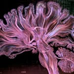 Greg Dunn Neuro Art - @gdunnart - Instagram