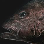 Art Morris - @fishartpro - Instagram