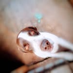 🐕 - @mozart.pointeringles - Instagram