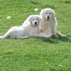 lola - @lolabutchartpratt - TikTok