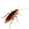 Roach Art - @roach_art0 - TikTok
