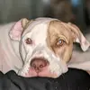 Nieko Art Suave Sullivan - @nieko.suave - TikTok