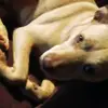 @Whitley_art\doggylove - @whitley_art - TikTok